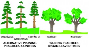 CuttingPruningTrees