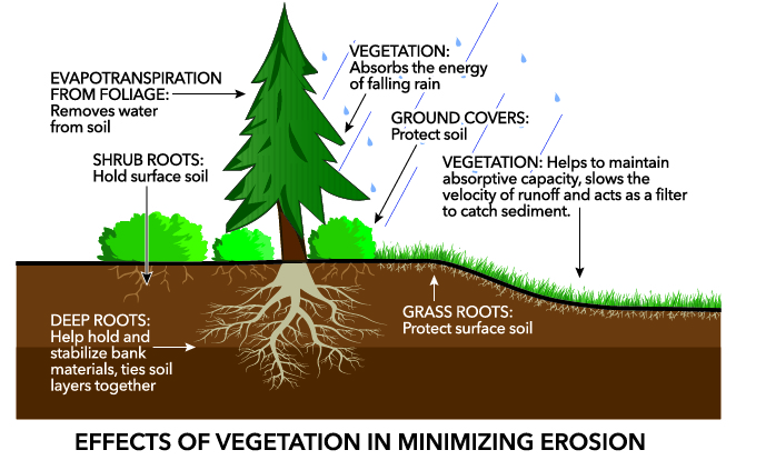 erosion soil trees tree plants prevent stability planting using roots stabilize vegetation water ground wind which hold state place well